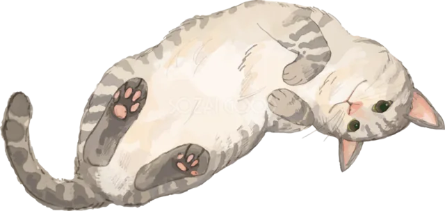 仰向けに寝転がるキジトラ猫（背景透過PNG）