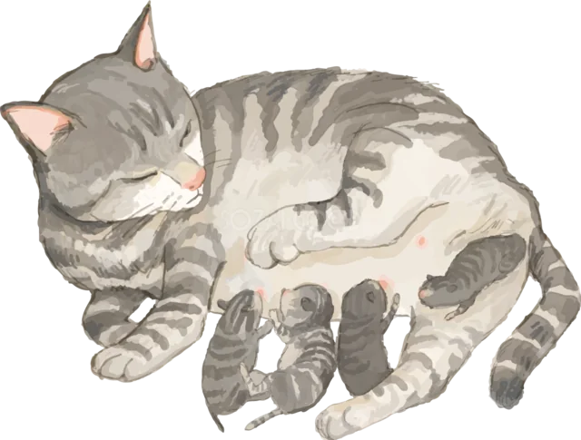 子猫に授乳するキジトラの母猫（背景透過PNG）