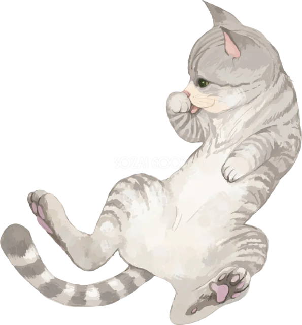 座って後ろ足をなめるグレーのトラ猫（背景透過PNG）