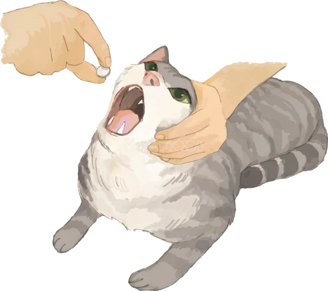 飼い主に口元を触られるグレーのトラ猫（背景透過PNG）