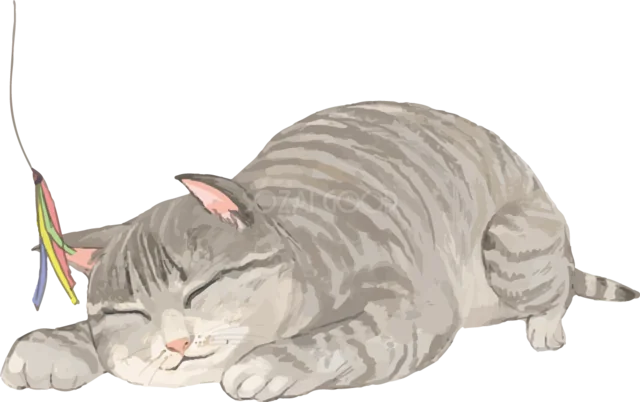 伏せて猫じゃらしで遊ぶグレーのトラ猫（背景透過PNG）