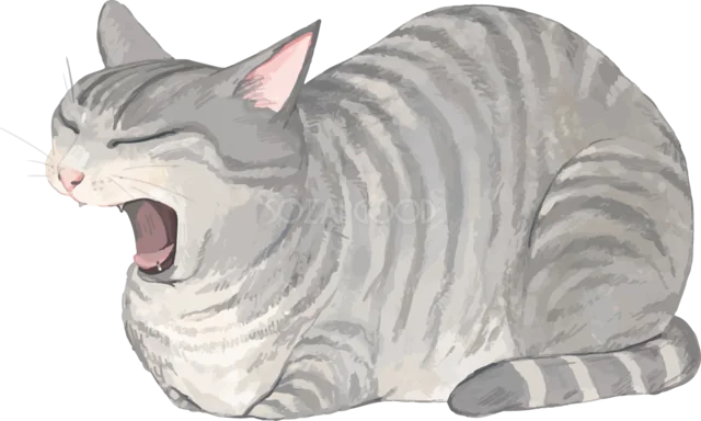 大きな口を開けてあくびするグレーのトラ猫（背景透過PNG）