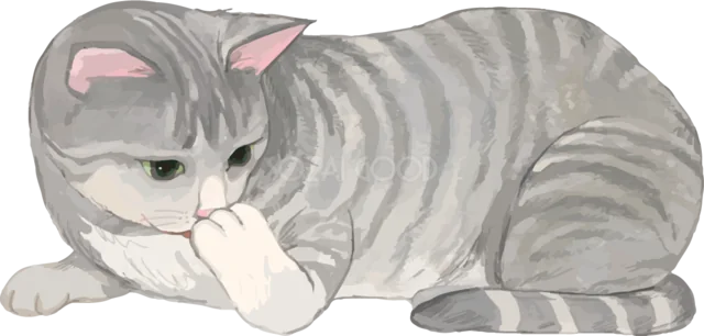 伏せて前足をなめるグレーのトラ猫（背景透過PNG）