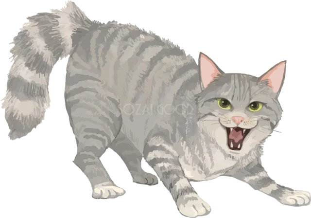 背中を丸めて威嚇するグレーのトラ猫（背景透過PNG）