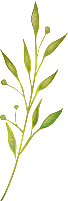 細い緑の茎と小さな葉・つぼみを描いた植物イラスト（背景透過PNG）