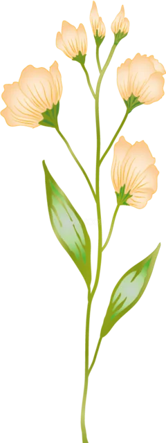 淡いオレンジの花とつぼみを縦に描いた植物イラスト（背景透過PNG）