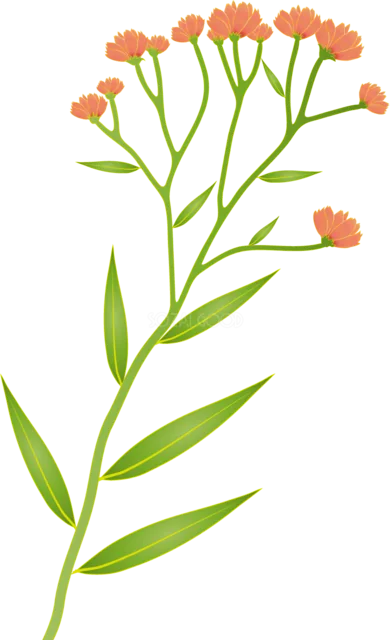 赤橙色の小花を細い茎にたくさん咲かせた花イラスト（背景透過PNG）