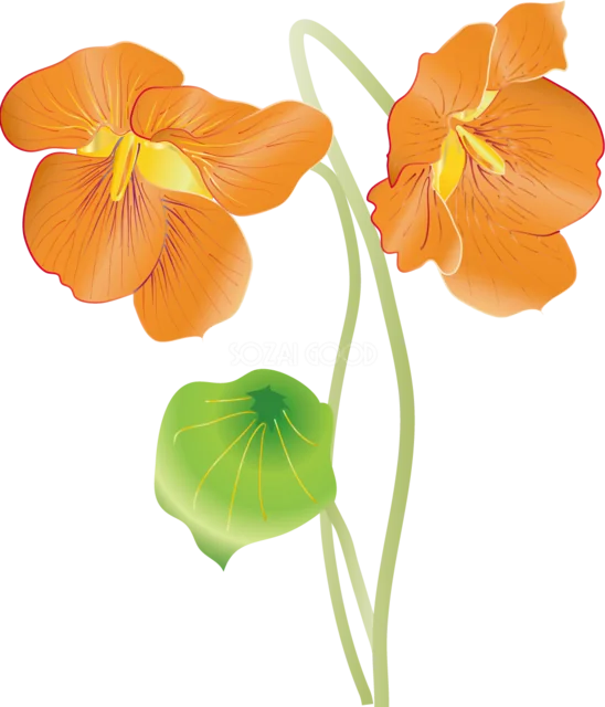オレンジ色の花2輪と丸い葉を描いた花イラスト（背景透過PNG）