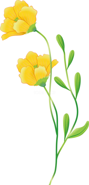 黄色い花2輪と細い葉を描いた明るい植物イラスト（背景透過PNG）