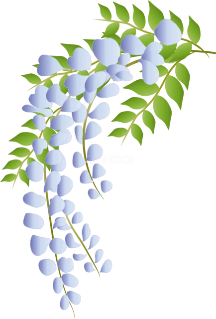 薄紫の藤の花房と緑の葉を描いた和風イラスト（背景透過PNG）