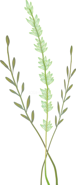 濃淡グリーンの細いハーブを2本並べた植物イラスト（背景透過PNG）