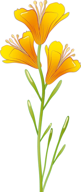オレンジ色の花を縦に咲かせたすっきりした植物イラスト（背景透過PNG）