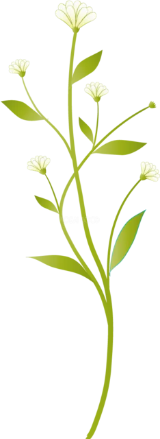 白い小花とつぼみを細い茎に咲かせた植物イラスト（背景透過PNG）