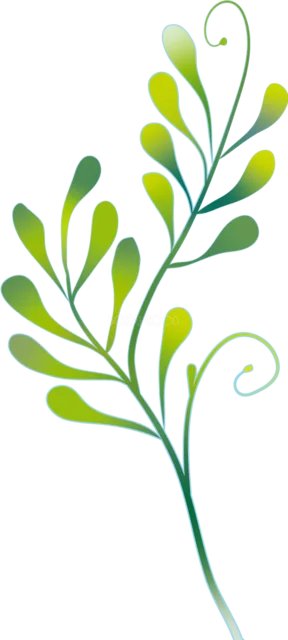 丸い緑の葉と渦巻きの蔓を描いた装飾的な植物イラスト（背景透過PNG）