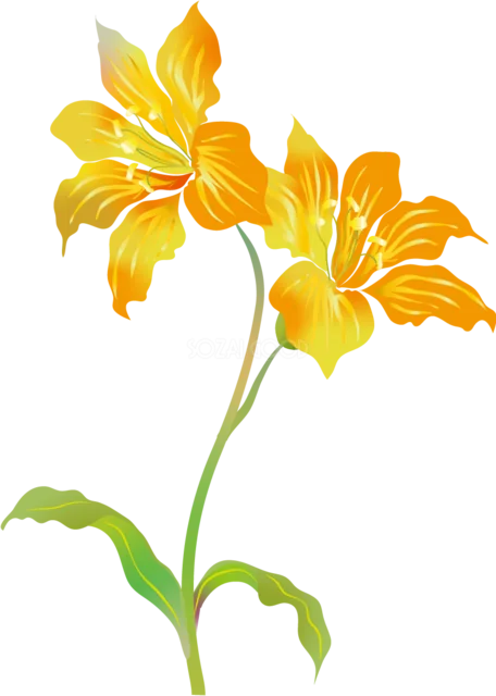 鮮やかなオレンジのアイリスを描いた花イラスト（背景透過PNG）