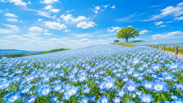 青空の下にネモフィラが一面に咲く春の丘背景