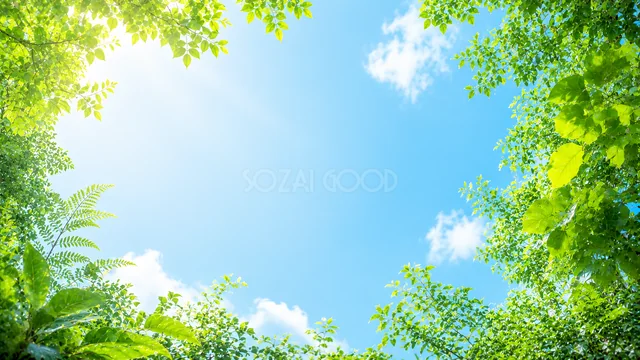 青空と緑の葉の囲みの夏の緑ボタニカル背景