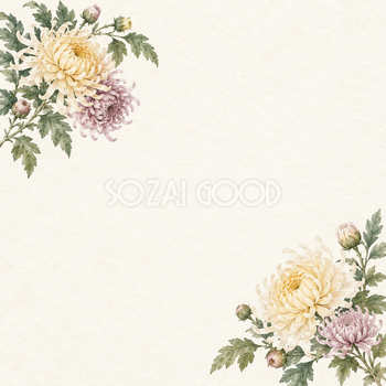 菊の花・対角の和風背景｜無料イラスト素材 102505