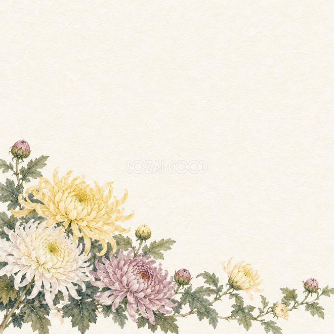 菊の花下辺背景 菊の花下辺背景