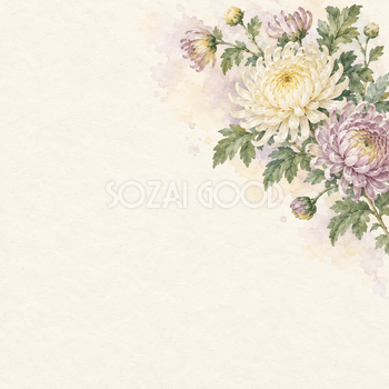 菊の花・右上の和風背景｜無料イラスト素材 102508