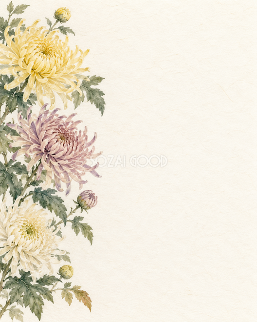 菊の花縦長の片側背景 菊の花縦長の片側背景
