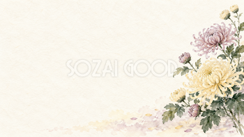菊の花・横長の右飾りの和風背景｜無料イラスト素材 102516