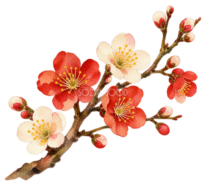 紅白の梅イラスト 紅白の梅イラスト