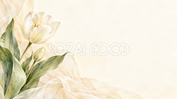 チューリップの背景｜白い花と生成りの薄布の無料イラスト素材 103441
