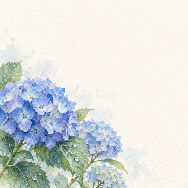 青い紫陽花と小さな雨粒 青い紫陽花と小さな雨粒