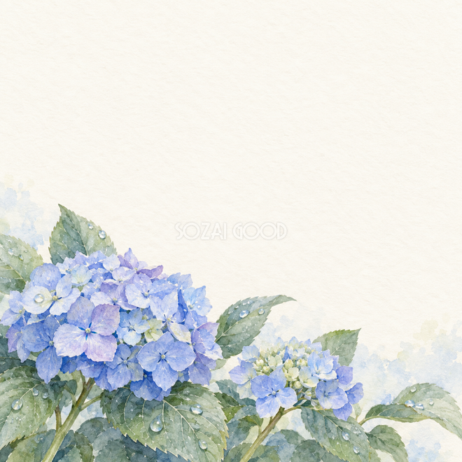 紫陽花の葉と水滴 紫陽花の葉と水滴