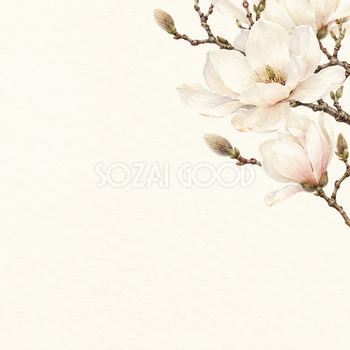 半開きの木蓮と淡い影｜文字なしの無料背景イラスト素材 103536