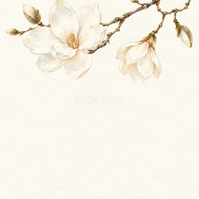 木蓮・頭上に咲く白い花 木蓮・頭上に咲く白い花