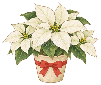 白いポインセチアの水彩イラスト｜クリスマスの無料素材 104522