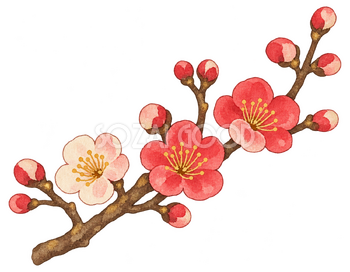 梅の花の小枝の水彩イラスト｜受験・合格祈願の無料素材 104599