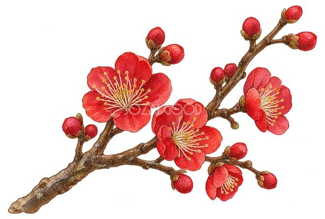 紅梅の小枝イラスト 紅梅の小枝イラスト