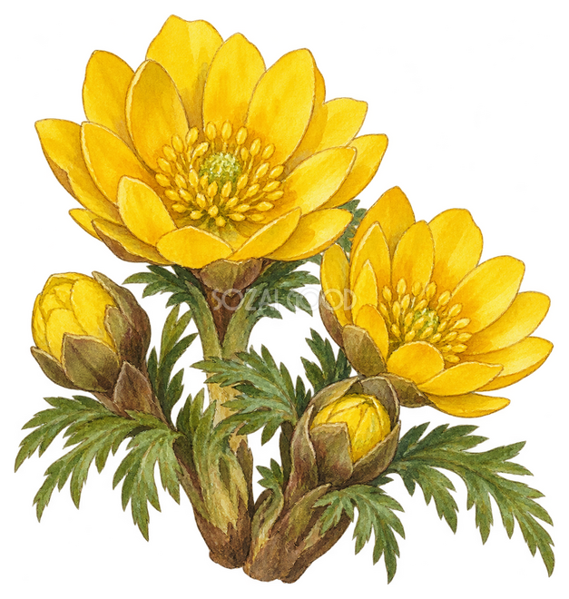 福寿草イラスト 福寿草イラスト