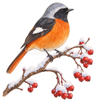 冬の枝に止まるジョウビタキ一羽の水彩イラスト｜冬の花と鳥の無料素材 104854