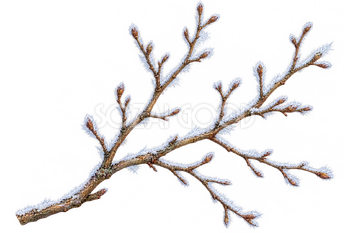 霜をまとった細い枝｜冬の飾りパーツの無料イラスト素材 112786