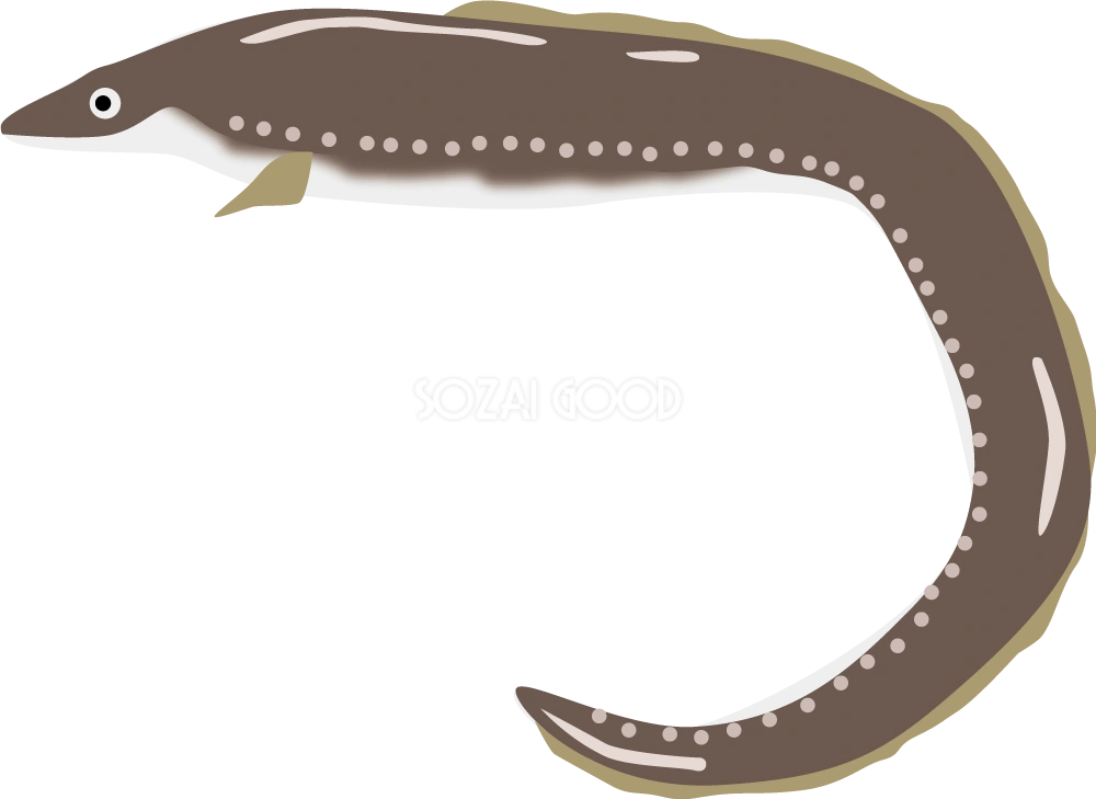 アナゴ 無料魚イラスト