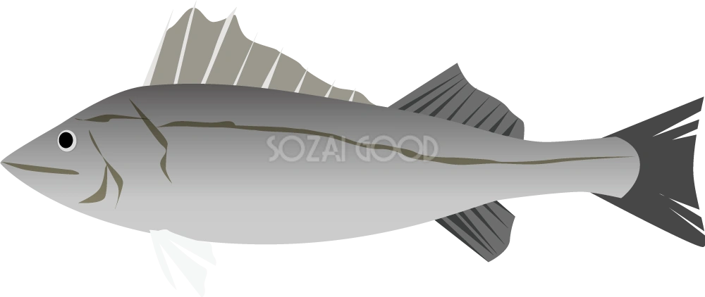 スズキ 無料魚イラスト