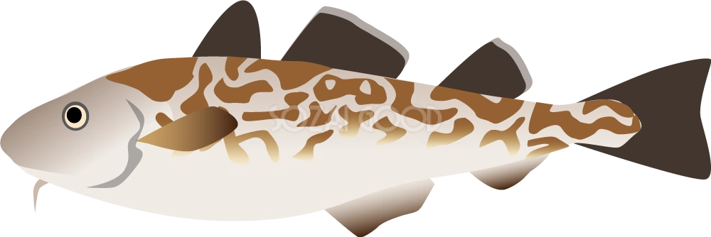 タラ 無料魚イラスト