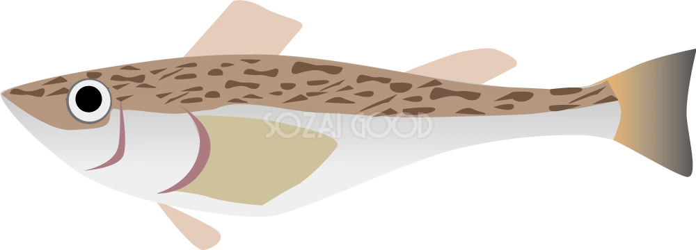 ハタハタ 無料魚イラスト
