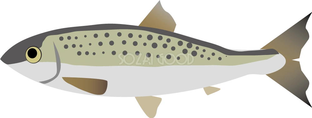 ニシン 無料魚イラスト
