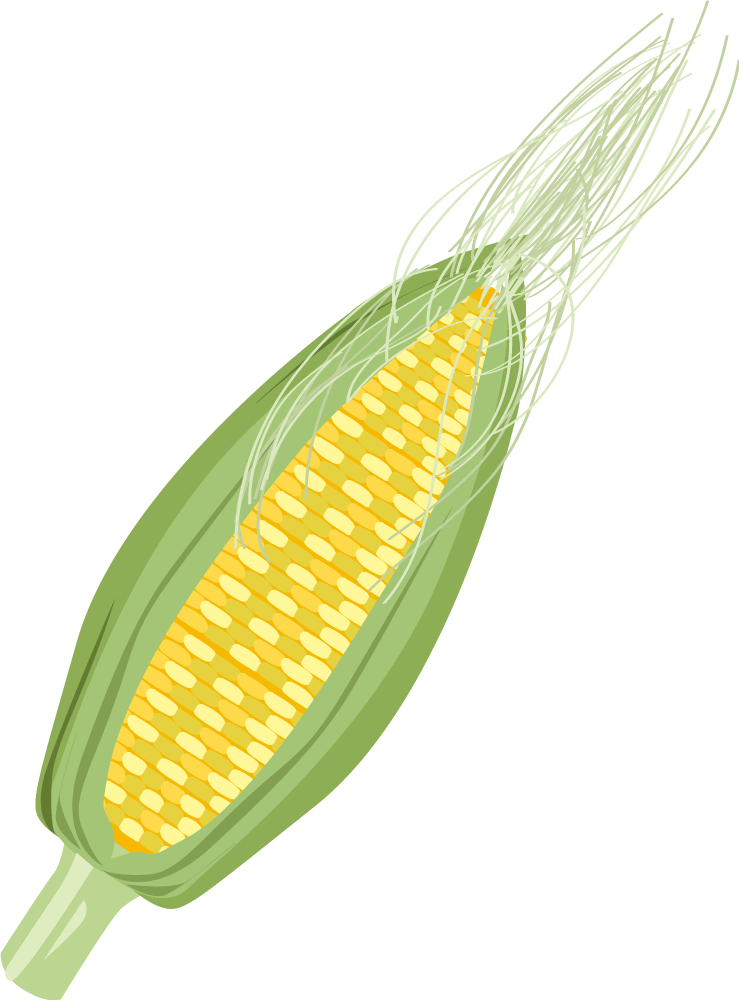 とうもろこし 野菜イラストに写真・文字を入れる