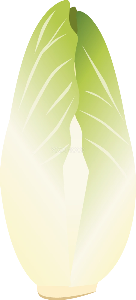 チコリー 野菜イラスト