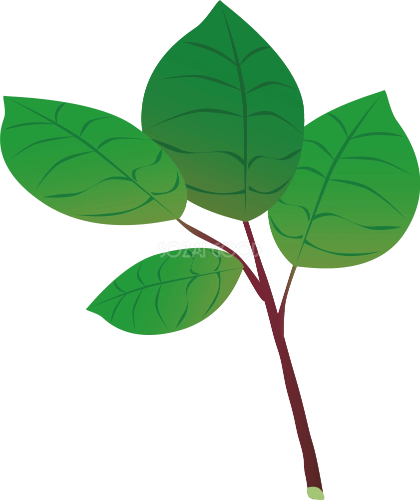 ツルムラサキ 野菜イラスト