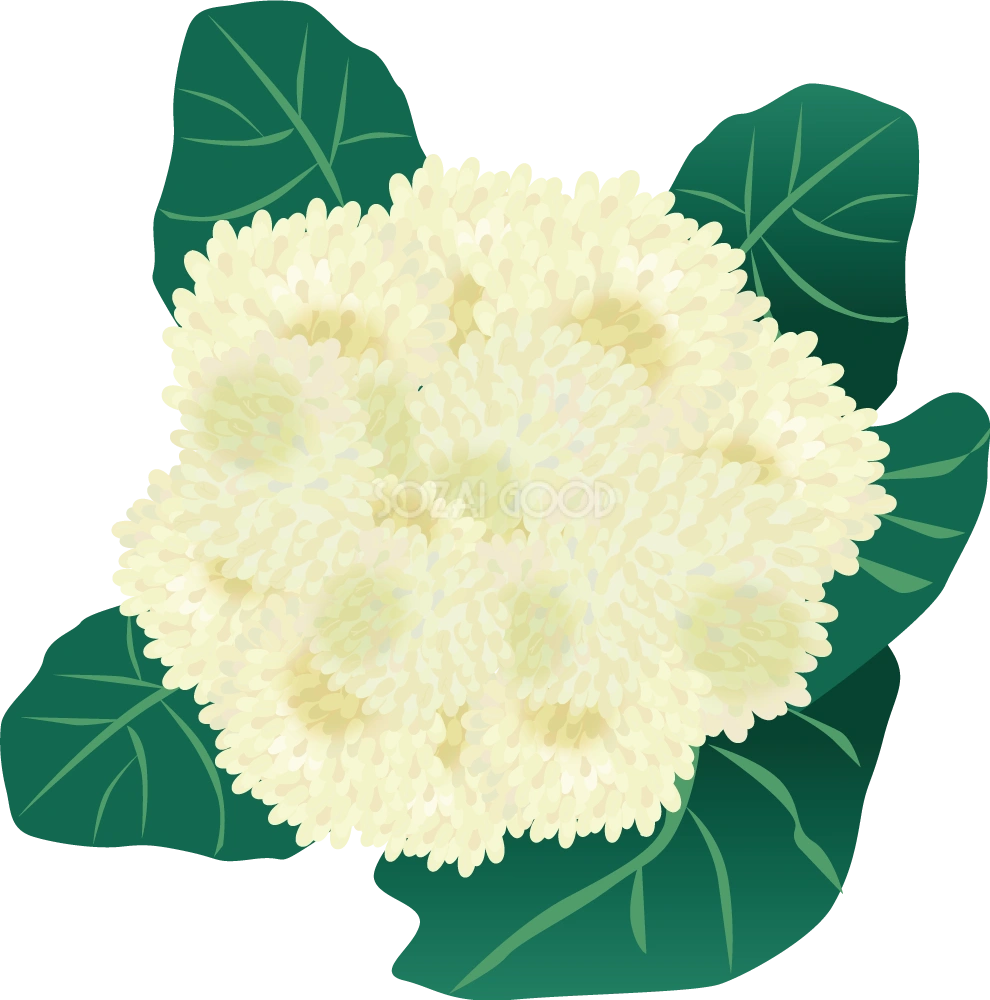 カリフラワー 野菜イラスト