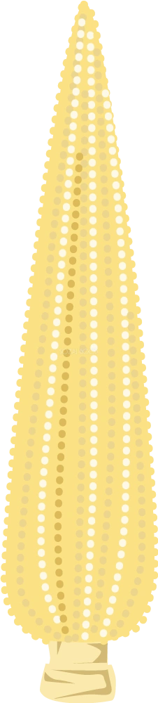 ヤングコーン 野菜イラスト