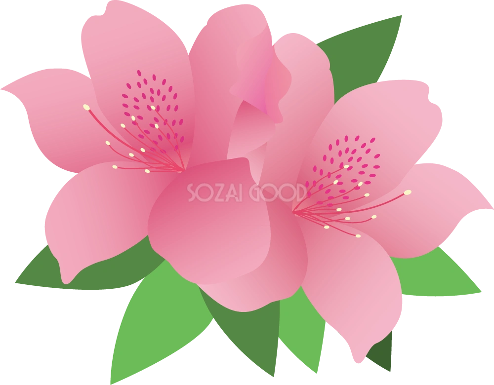 オオツツジ お花 無料イラスト