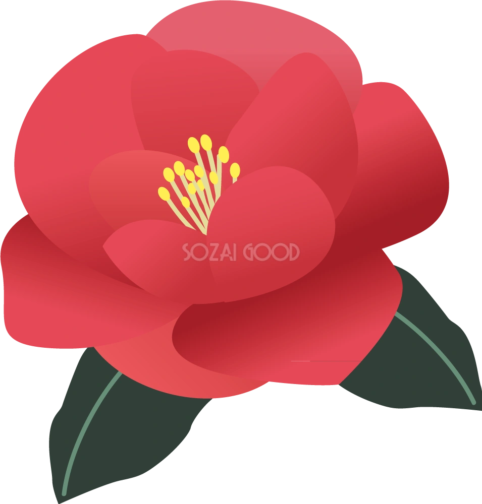 ツバキ お花 無料イラスト